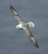 Fulmar boréal