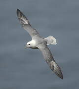 Northern Fulmar