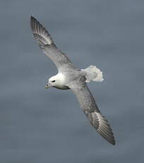 Fulmar boréal