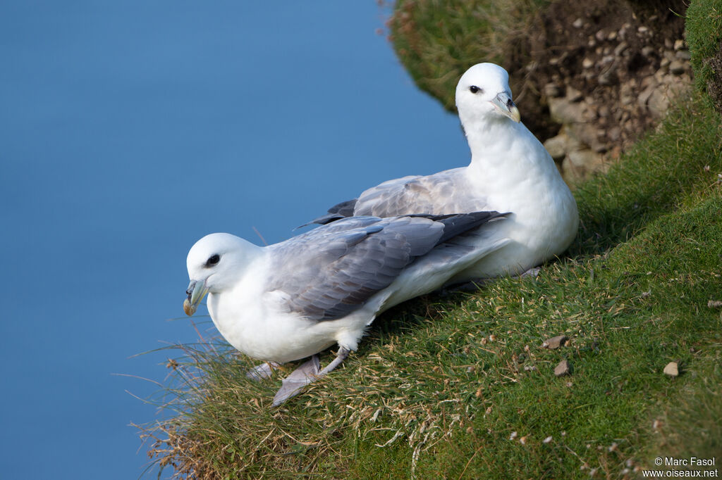 Fulmar boréaladulte internuptial