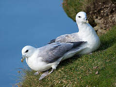 Northern Fulmar