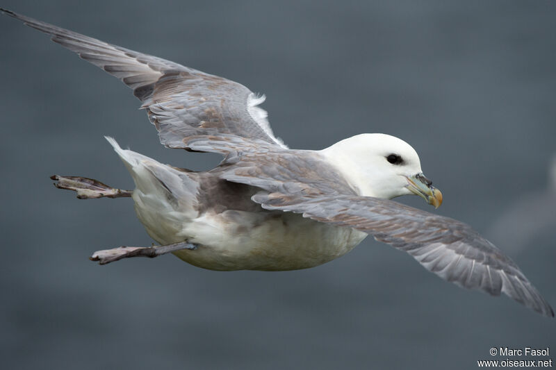 Northern Fulmaradult post breeding, Flight