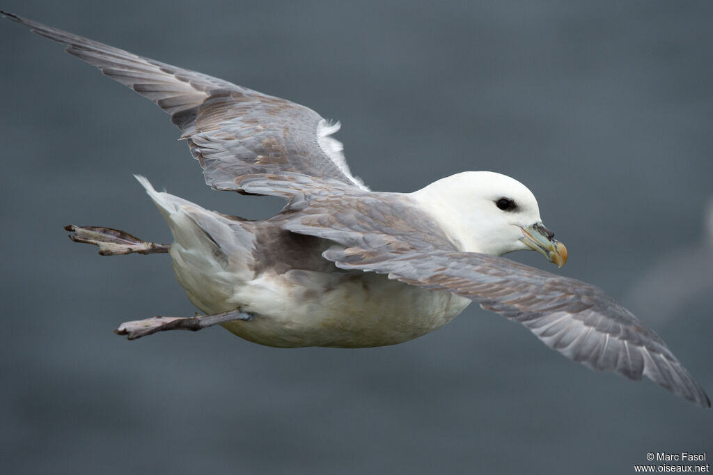 Fulmar boréaladulte internuptial, Vol