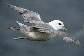 Fulmar boréal