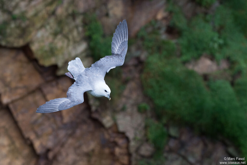 Fulmar boréaladulte, Vol