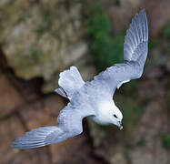 Northern Fulmar