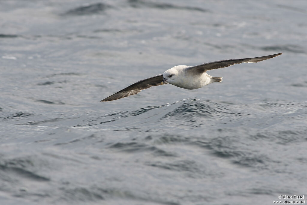 Northern Fulmaradult, Flight