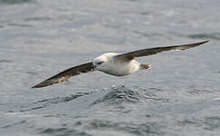 Fulmar boréal