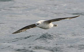 Northern Fulmar