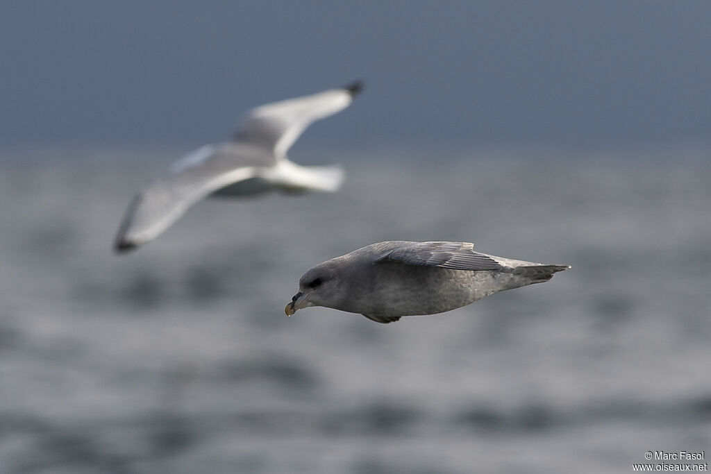 Northern Fulmaradult, Flight