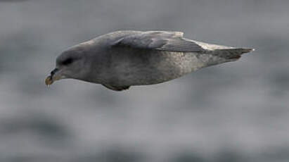 Fulmar boréal