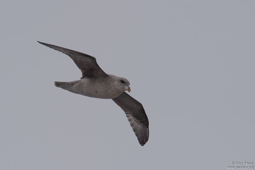 Fulmar boréaladulte, Vol