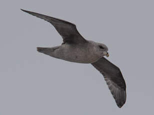 Fulmar boréal