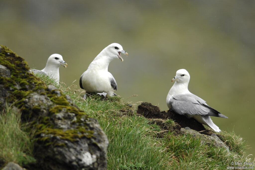 Northern Fulmar adult breeding, identification, Reproduction-nesting, Behaviour