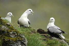 Northern Fulmar