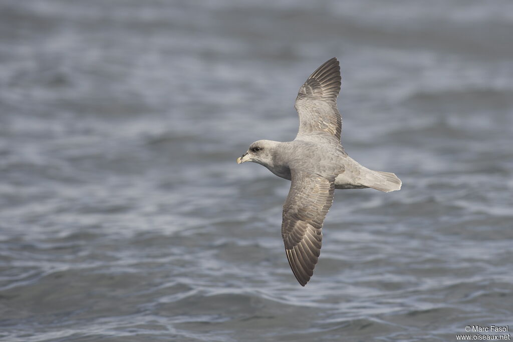 Fulmar boréaladulte, Vol