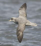 Northern Fulmar