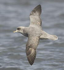 Fulmar boréal