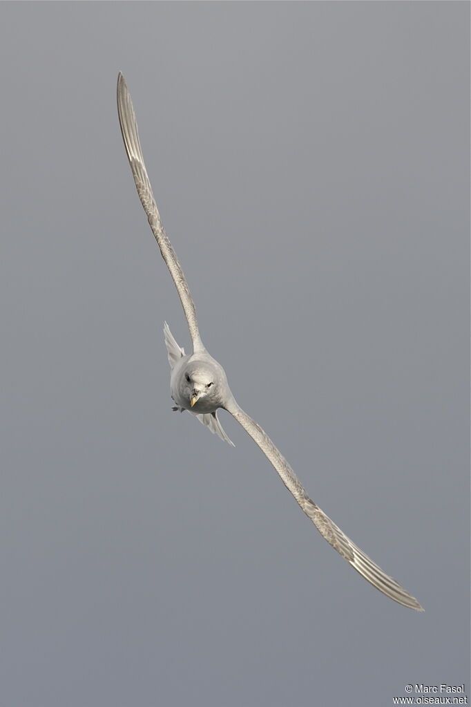 Northern Fulmaradult, Flight