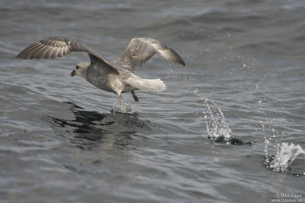 Fulmar boréaladulte, identification