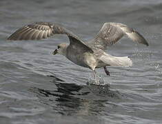 Northern Fulmar