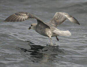 Fulmar boréal