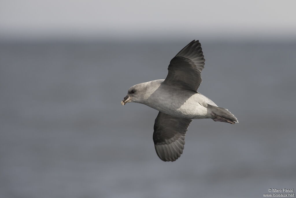 Fulmar boréaladulte, Vol