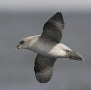 Fulmar boréal