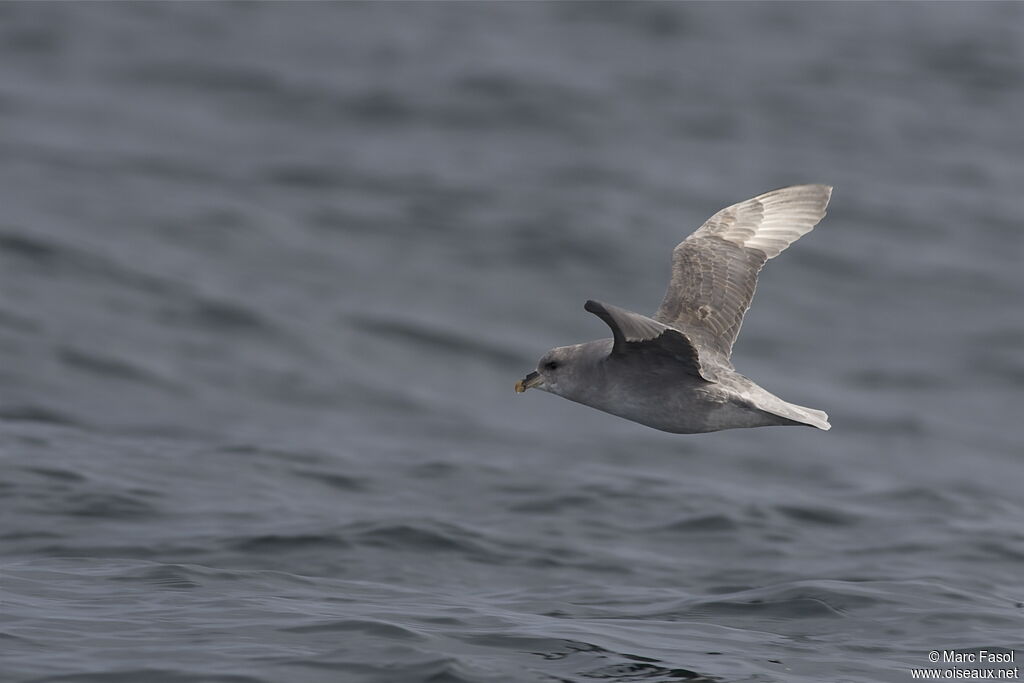 Fulmar boréaladulte, Vol