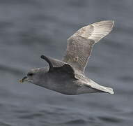 Fulmar boréal