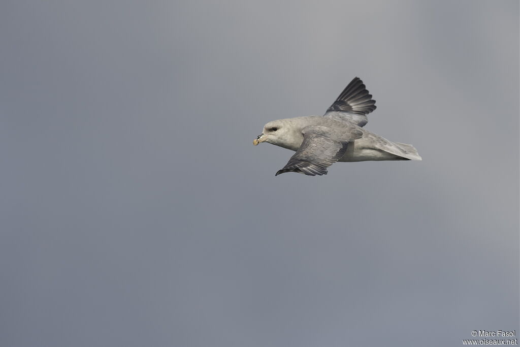 Northern Fulmaradult, Flight