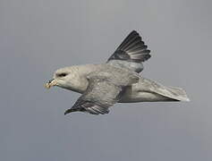 Fulmar boréal