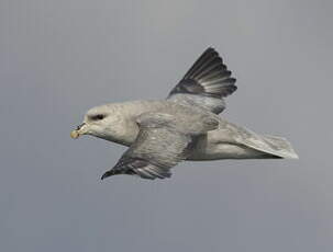 Fulmar boréal