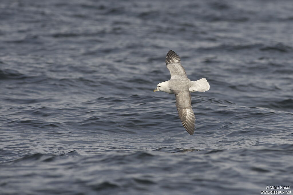 Fulmar boréaladulte, Vol