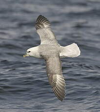 Fulmar boréal