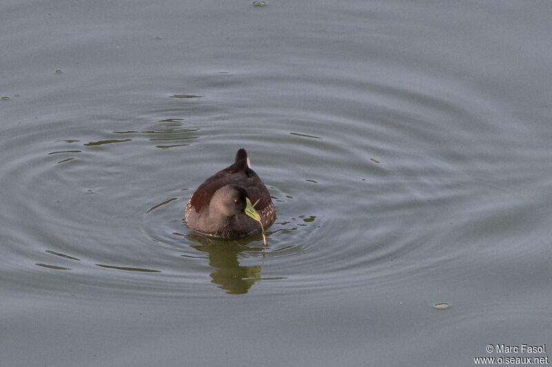 Gallinule à face noireadulte, identification, nage