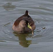 Spot-flanked Gallinule