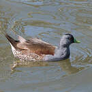 Gallinule à face noire