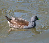 Gallinule à face noire