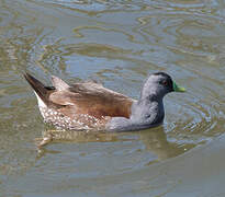 Spot-flanked Gallinule