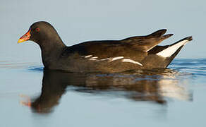 Common Moorhen