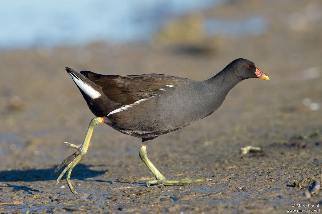 Common Moorhenadult, identification, walking