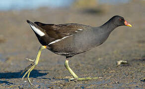 Common Moorhen