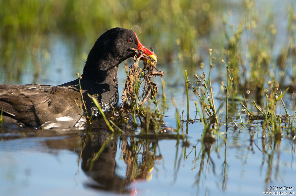 Gallinule poule-d'eauadulte nuptial, identification, Nidification