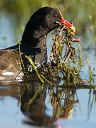 Common Moorhen