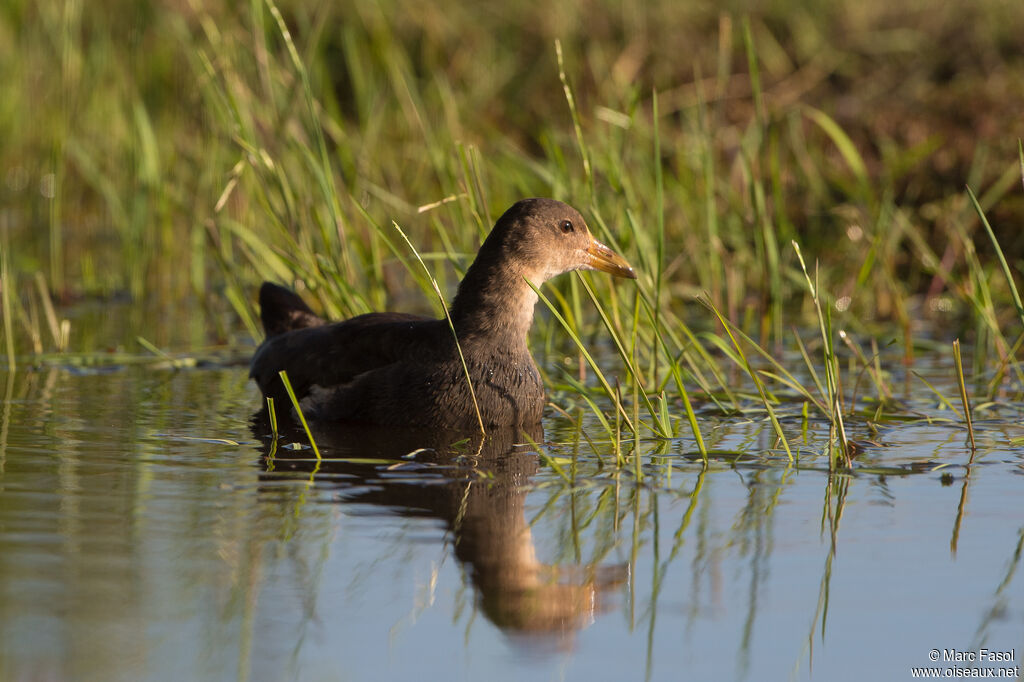 Gallinule poule-d'eaujuvénile, identification, nage