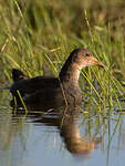 Gallinule poule-d'eau