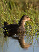 Common Moorhen