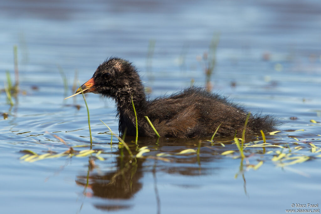 Gallinule poule-d'eauPoussin, nage, mange