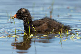 Gallinule poule-d'eau